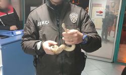 Kafede Mısır yılanı gezdi; 11 bin 977 TL ceza yedi