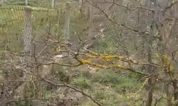 Kangal köpeği tüfekle vurularak öldürüldü: 1 gözaltı