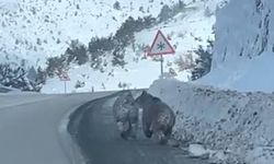 Kara yoluna çıkan bozayılar kamerada