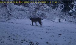 Karabük'te yaban hayatı fotokapana yansıdı