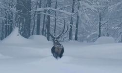 Karla kaplı Kuzuyayla Tabiat Parkı'nda kızılgeyik kamerada