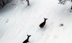 Karla kaplı ormanda gezen karacalar dron kamerasında