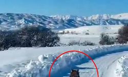 Karlı yolda paletli ambulansın önünden koşan kurt görüntülendi