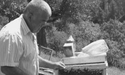 Kestiği ağacın altında kalıp öldü