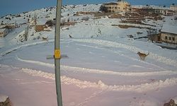 Köye inen vaşaklar, kurtlar tarafından kovalandı