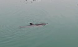 Limanda mahsur kalan yunus kurtarıldı