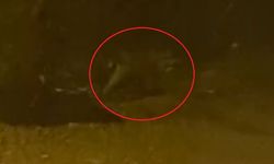 Mahalleye inen tilki çöp konteyneri etrafında görüntülendi