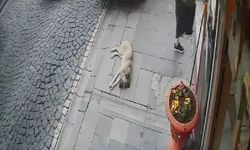 'Mardinli Marilyn Monroe'ya hapis; açık cezaevine teslim oldu