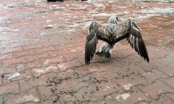 Oltaya takılan martıyı ekipler kurtardı