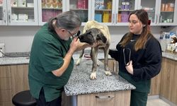 Ordu'da 10 gün içerisinde 3 sokak köpeği 'domuz kurşunu' ile vuruldu