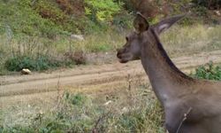 Ormanda otlayan kızılgeyikler fotokapanla görüntülendi