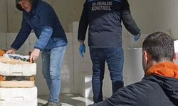 Samsun'da yasal avlanma boyunun altında olan 2,6 ton mezgit ele geçirildi