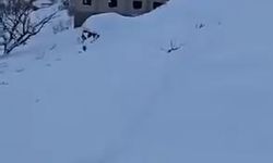 Şırnak'ta yola ve eve çığ düştü (2)