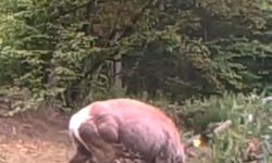 Su birikintisine giren geyik fotokapanda