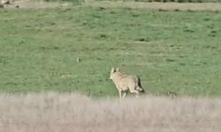 Tarlanın etrafında dolaşan kurt kamerada