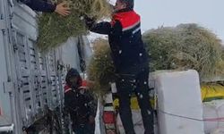 Tipide mahsur kalan TIR'daki hayvanlara saman ve ot götürüldü