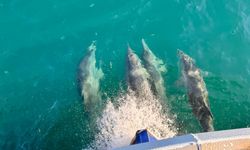 Balıkçı teknesine eşlik eden yunuslar kamerada