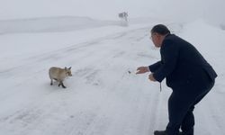Belediye başkanı karlı yolda aç kalan tilkiyi eliyle besledi