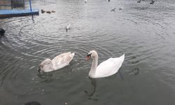 Cide sahilini mesken tutan kuğular ilgi odağı oldu