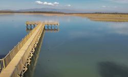 Göç yolundaki 3 kuğu, Efteni Gölü'nde