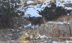 Gümüşhane'de yiyecek arayan ayı ve yavrusu kamerada