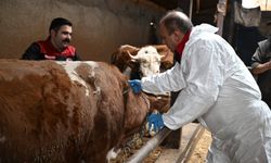 Hayvanlarını aşılatmayanlara 132 bin lira ceza