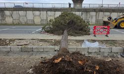 Rize'de fırtına; yol kenarındaki ağaçlar devrildi