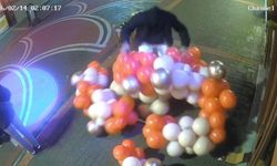 Sevgililer Günü süslemesi için asılan balonlara zarar verdi; o anlar kamerada