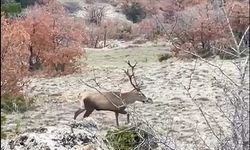 Yol kenarında sürü halinde gezen kızılgeyikler görüntülendi