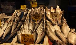 Av yasağı yaklaştı; hamsi yerini istavrite bıraktı