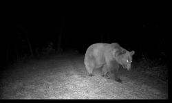 Bozayı fotokapanla görüntülendi