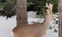 Karla kaplı ormanda karaca görüntülendi