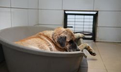 Köpeğin üzerinden otomobiliyle geçip, sürükleyen sürücüye adli kontrol/Ek fotoğraflar