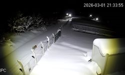 Ordu'da nesli tehlike altındaki vaşak kamerada