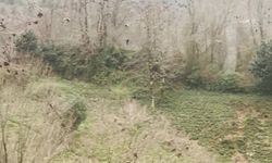 Rize'de gökyüzünde süzülen şahin sürüsü kamerada