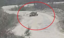 Vaşak, yaralı karacayı yerken görüntülendi