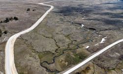 Yaylalar, baharın habercisi çiğdem çiçekleri ile renklendi