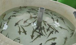 Amasya'da 8 bin cipli 'Mersin Balığı' Karadeniz'e bırakılacak