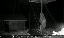 Ayının, demir direğe tırmanıp kovanlara ulaşmaya çalıştığı anlar kamerada