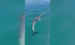 Balıkçılar oltadaki balık ile yunusu etraflarında yüzdürdü; o anlar kamerada