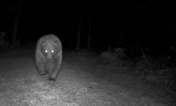 Bozayılar fotokapanla görüntülendi