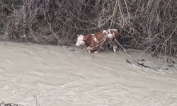Dereye düşen buzağıyı köylüler kurtardı