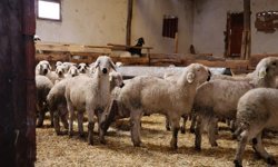 Devlet desteğiyle 20 koyunla başladığı hayvancılıkta sürüsü 400 başa ulaştı