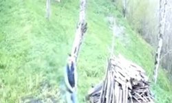 Huysuzlanan eşekten düştü; o anlar kamerada