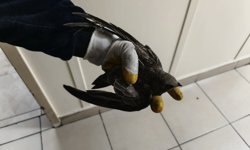 İpe dolanan ebabili kurtarmak için cadde trafiğe kapatıldı