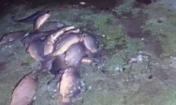 Kaçak avcıların attığı ağlara takılı balıklar göle bırakıldı