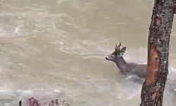 Karacanın çaydan zorlu geçişi kamerada