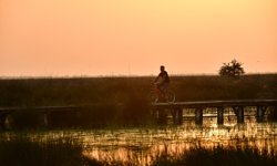 Kızılırmak Deltası Kuş Cenneti'nde bahar coşkusu; flamingolardan görsel şölen