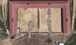 Kuzuların anneleri ile buluşması dron kamerasında