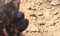 Nesli tükenme tehlikesindeki Kafkas burunlu engerek görüntülendi